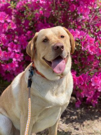 Images Space Coast Mobile Dog Grooming