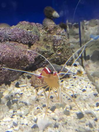 Images Frank's Pet Shop