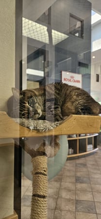 Images VCA Santa Margarita Animal Hospital