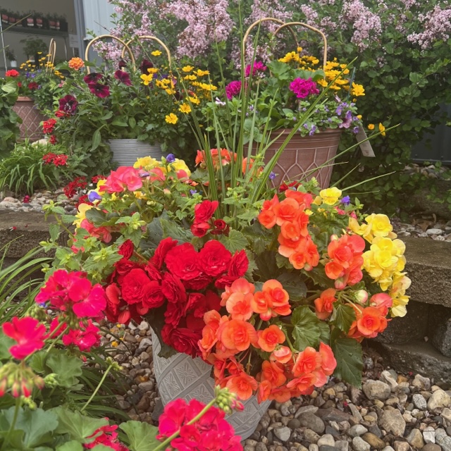 Images Blanchard’s Blossoms and Garden Center