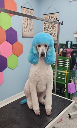 Images Dragonfly Dog Grooming LLC