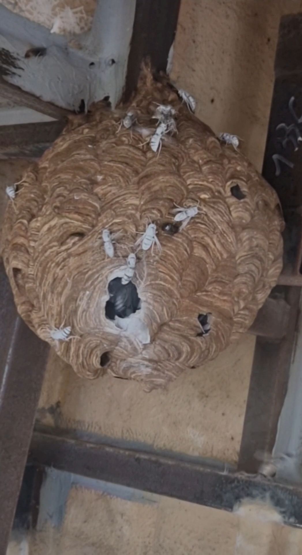 Nid de frelons asiatiques traité sur l'île de ré Nid de frelons asiatiques traité sur l'île de ré