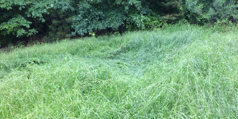 Rely on our local professionals for prompt and thorough brush cutting services.