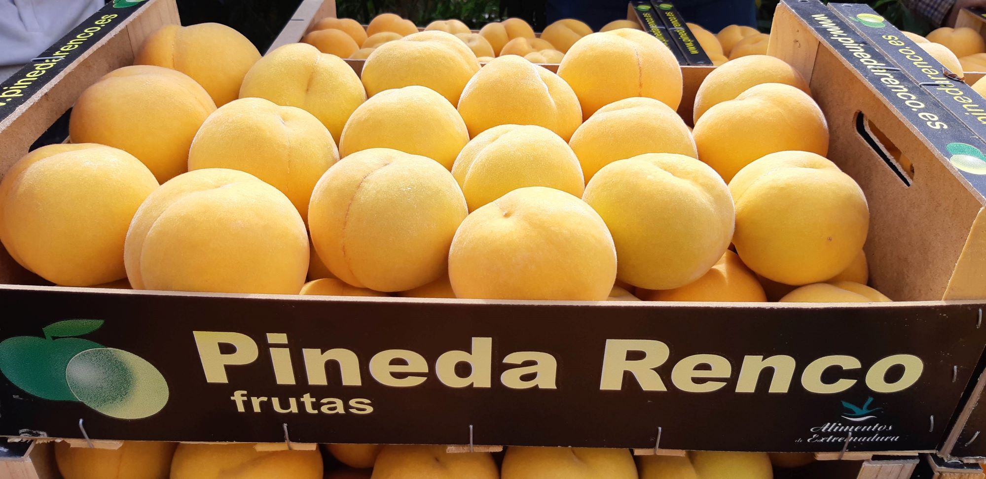 Images Frutas Pineda Renco