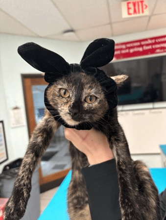 Images VCA Preston Park Animal Hospital