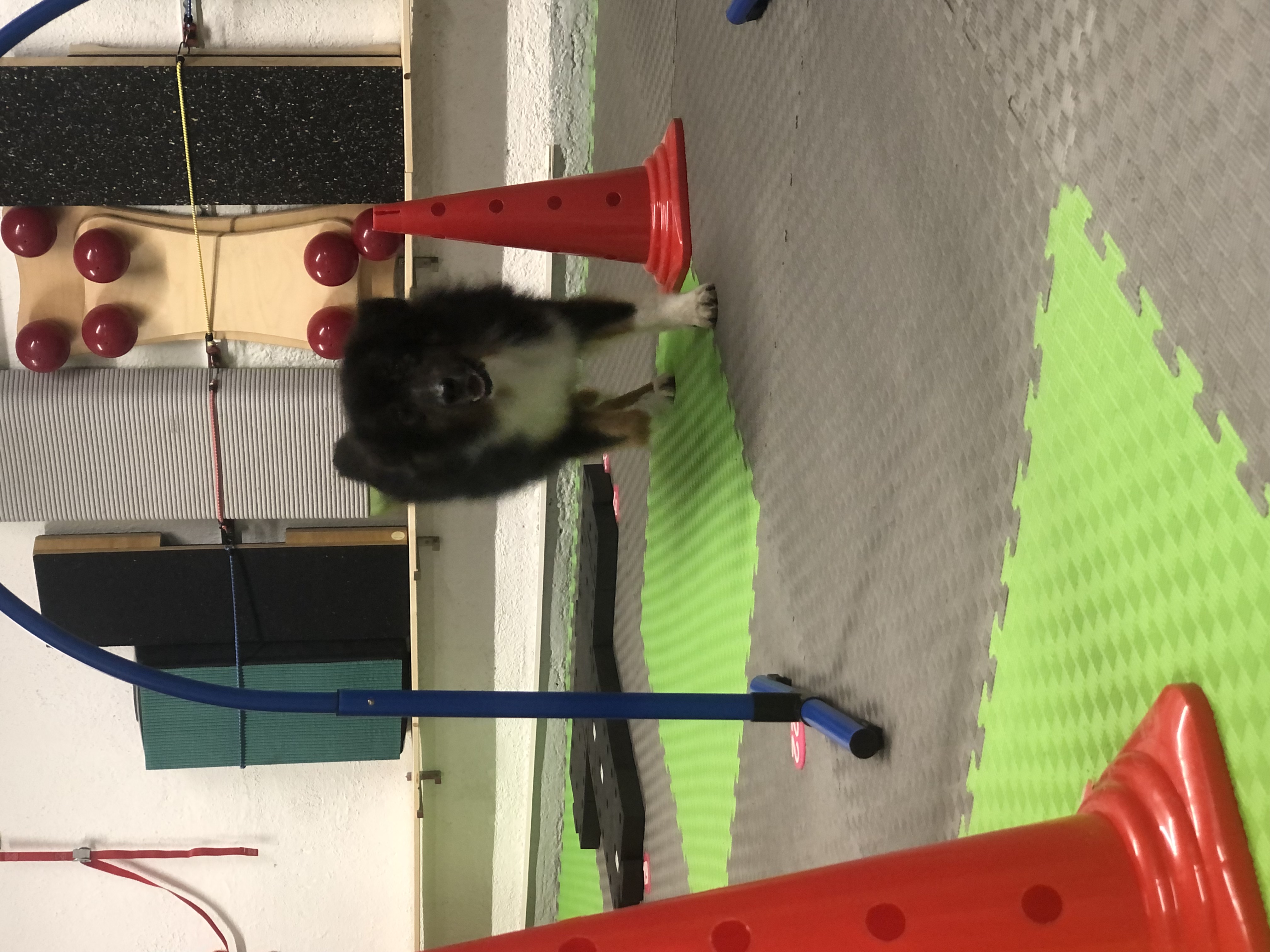 Bilder DOX.fitness - Hundeschule