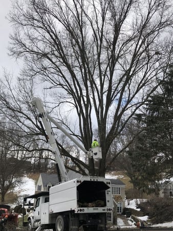 Images Adler Tree & Landscaping Service