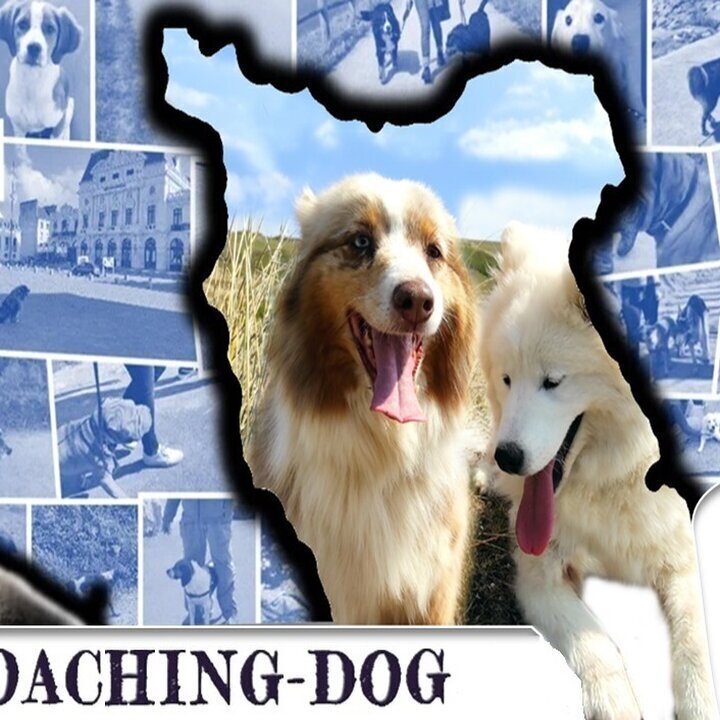 Images Coaching Dog - Comportementaliste éducateur canin