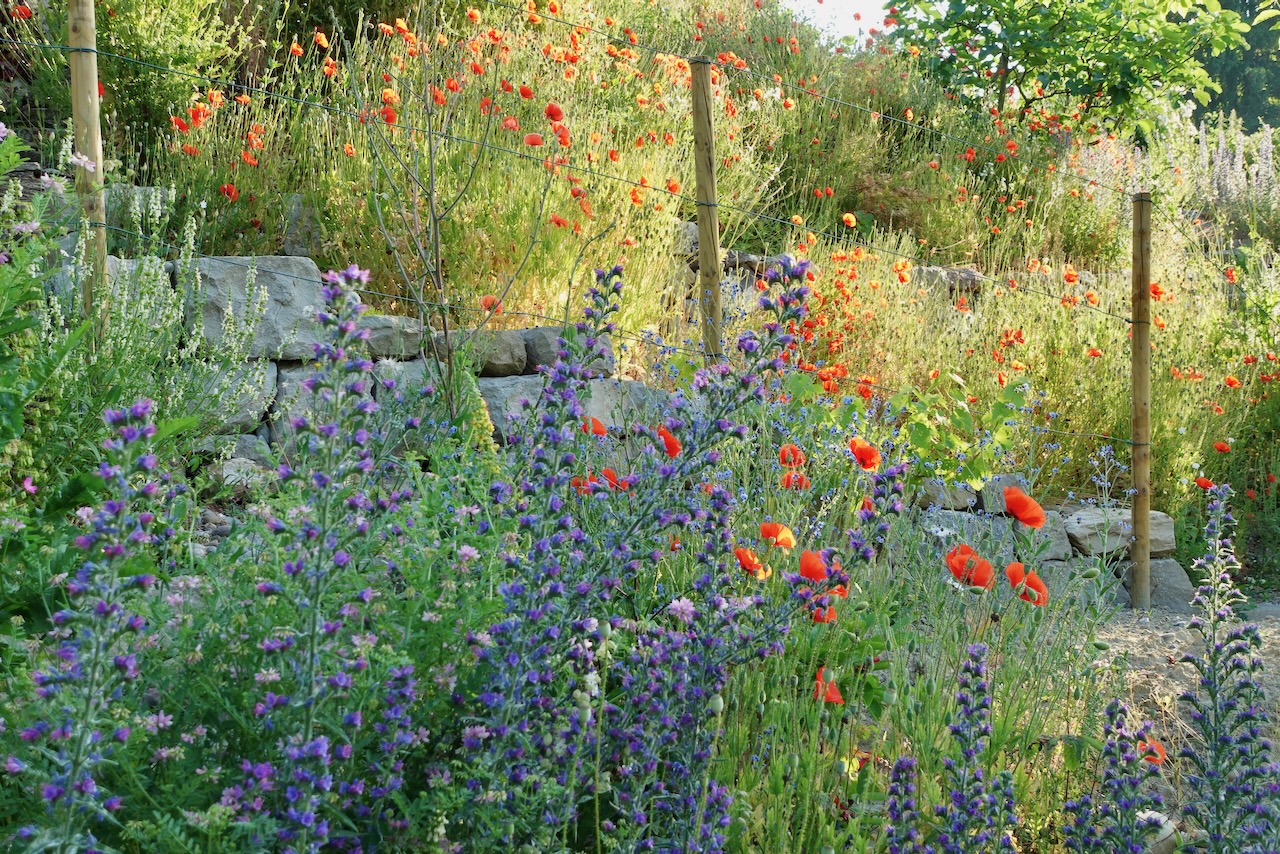 Bilder Wildblumendienst