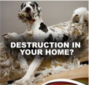 Destruction in your home?