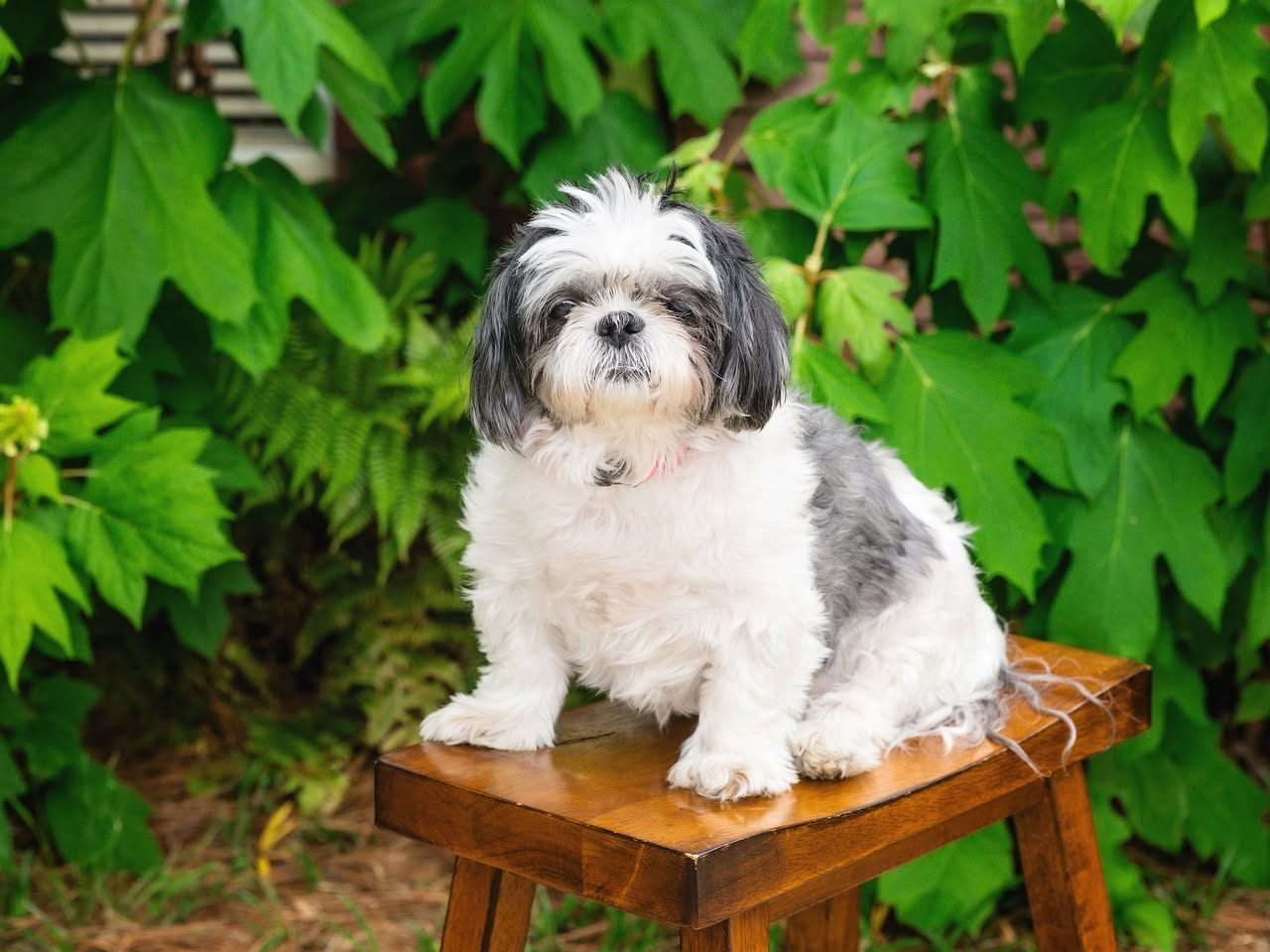 Our office has been a little quieter since the passing of Pam’s sweet Lulu. Lulu was a cherished part of our office and brought joy to everyone she met. Her memory will always hold a special place in our hearts. Please keep Pam and her family in your thoughts during this difficult time.