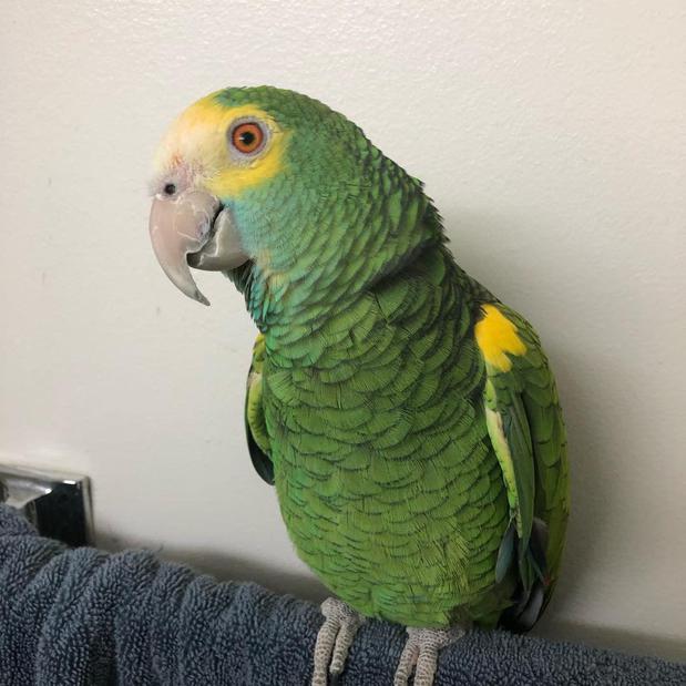 Images Amazon parrots Store