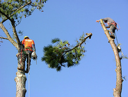 Images Just In Time Tree Service