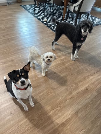 Images Your Trusted Pet Sitter