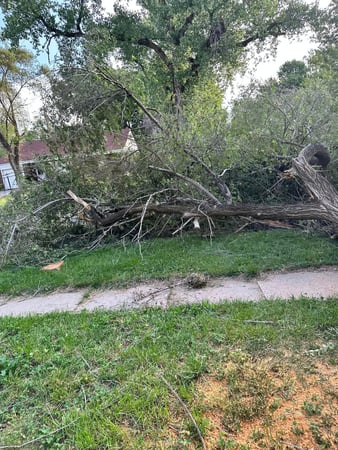 Images ICT Tree Service