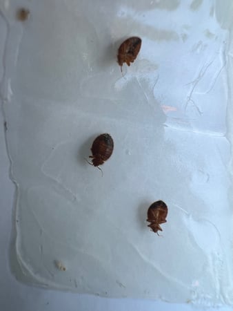 Images All American Pest Control