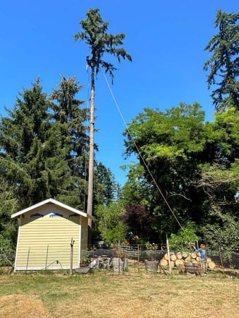 Images Brothers Tree service & Landscaping