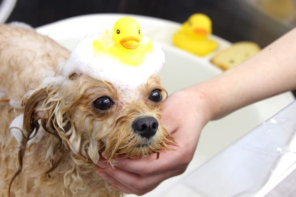 Images ペットショップ 犬の家