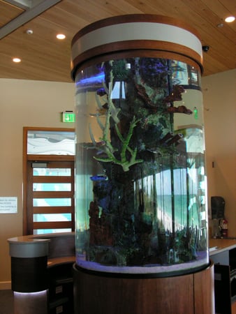 Images Sea Clear Reefs and Aquariums LLC