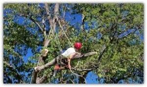 Groovy Tree Service