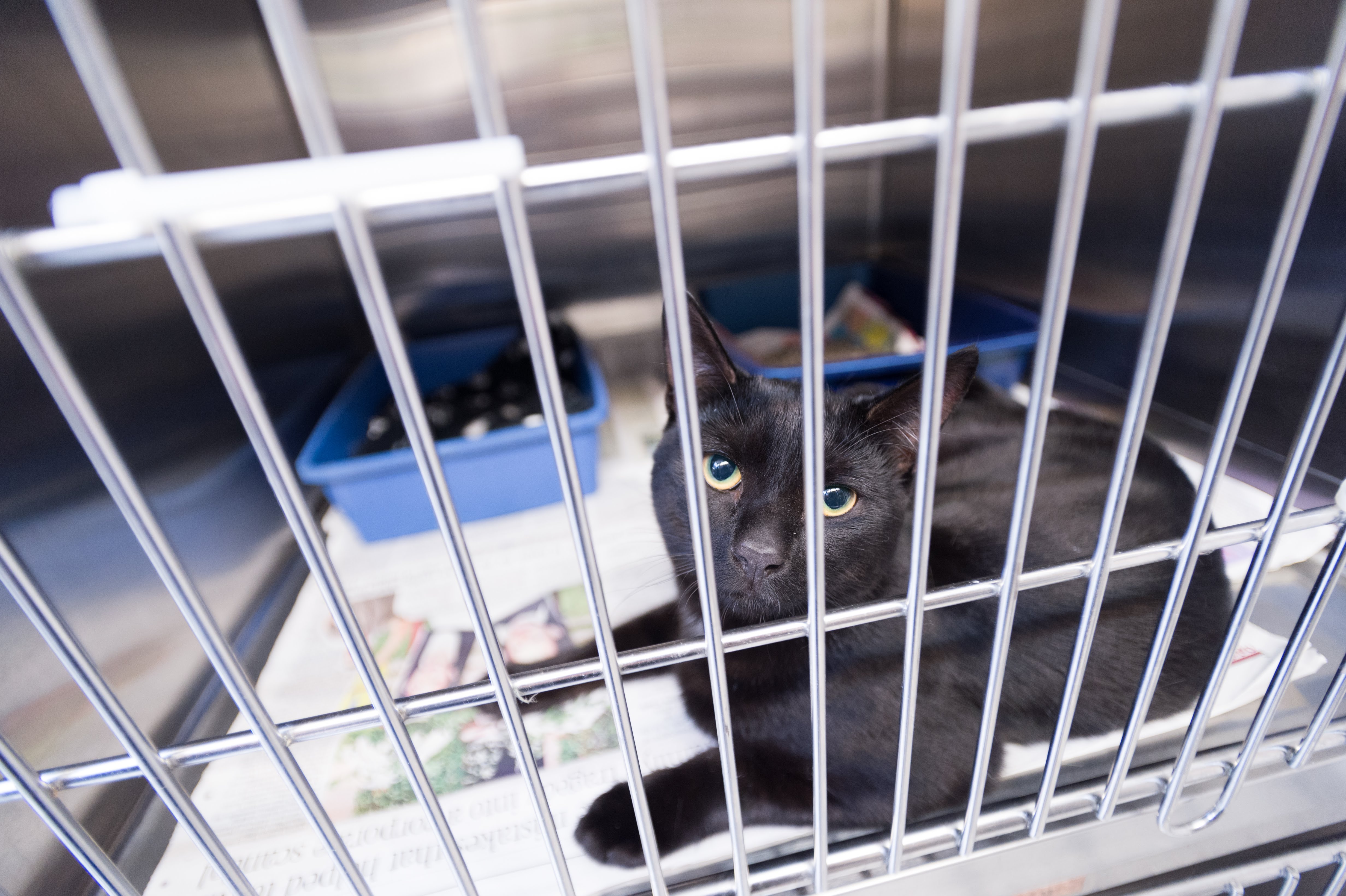 Images Streatham Hill Veterinary Surgery