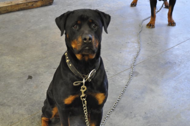 Images Morrison Automotive & Truck