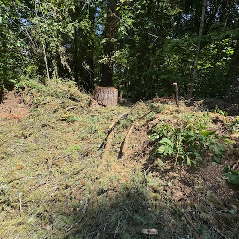 Images Alexa's Tree Service