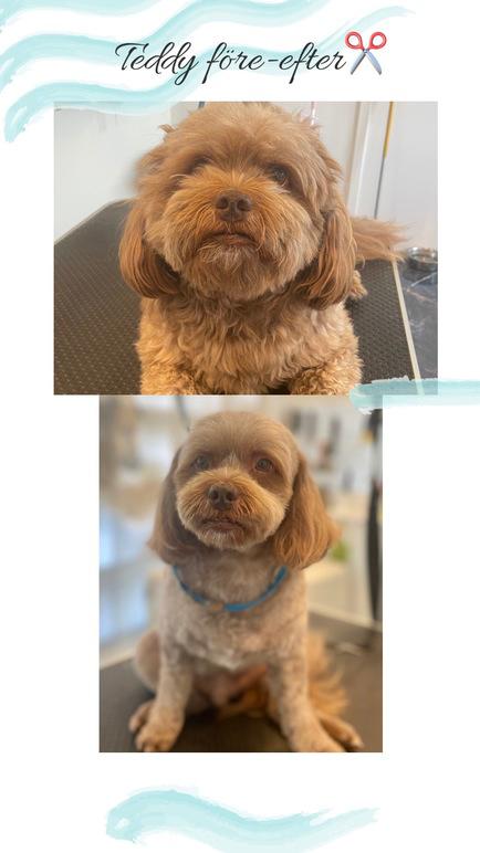 Images 4 Tassarnas Trim AB