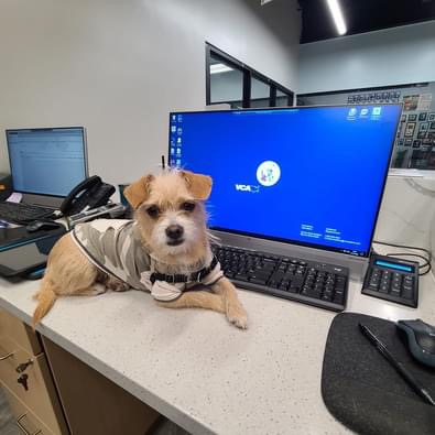 Images Shrewsbury Animal Hospital
