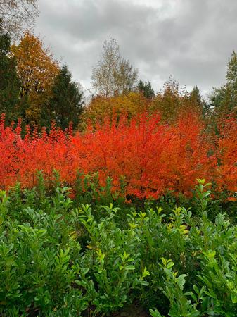 Images GREEN GIANT NURSERY LLC