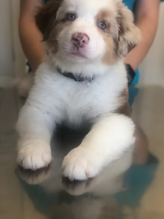 Images Melrose La Brea Animal Hospital