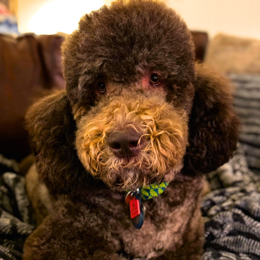 Doodle Me This Kingston and Hamilton LLC Image