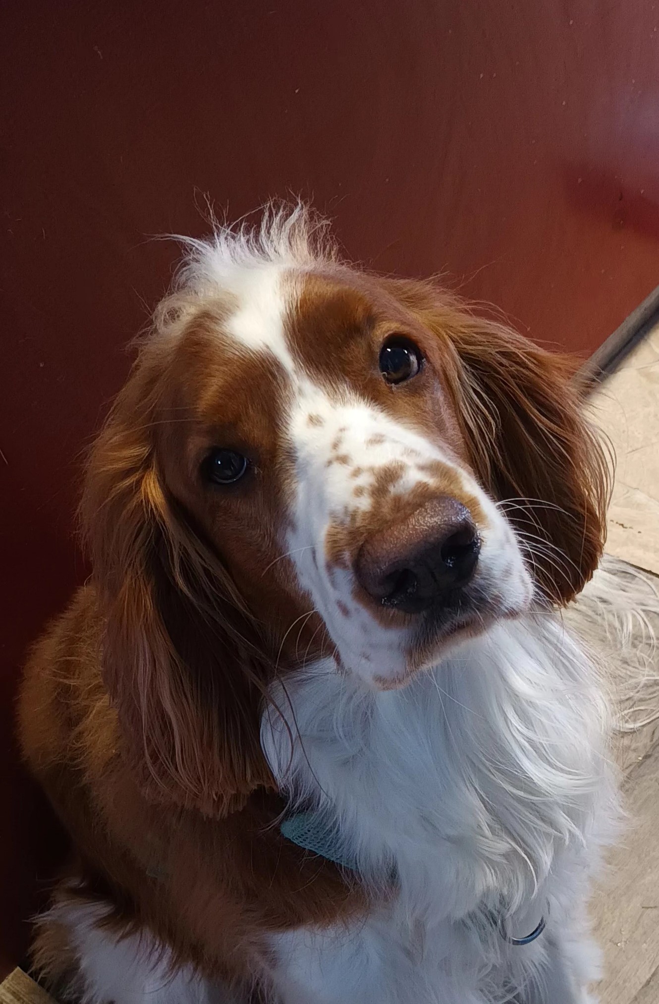 Images Taivallahden Tassut