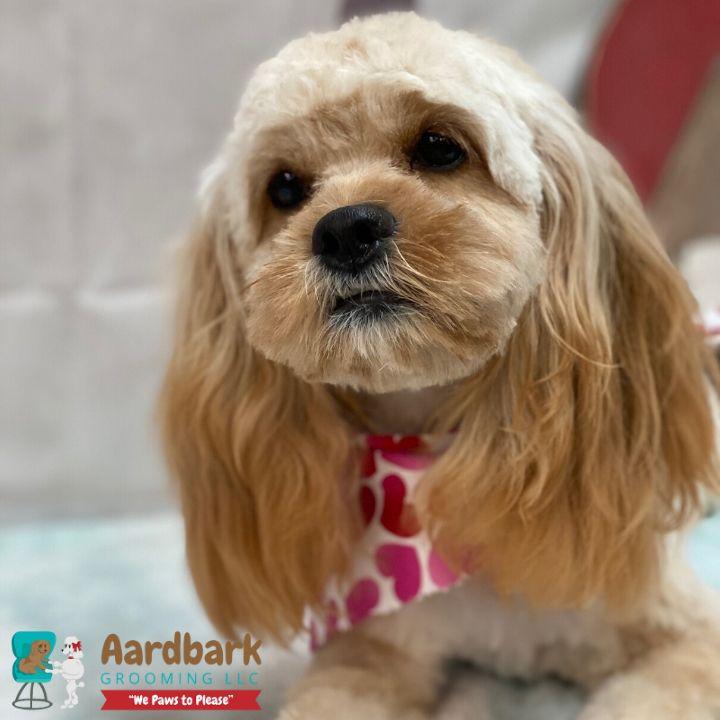 Aardbark Grooming Photo