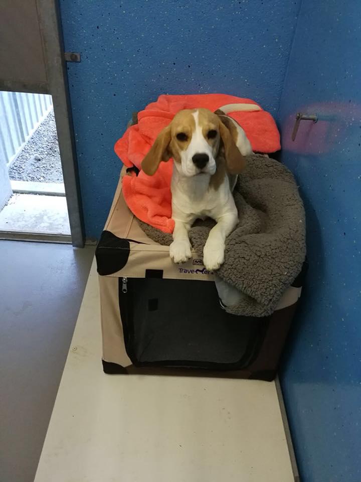 Tierhotel 5 Stern, Grienackerweg 3 in Niedergösgen