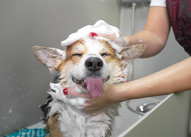 Images Dog Grooming Academy of Indianapolis
