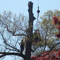 Snell Tree Experts LLC Photo