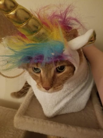 Images VCA Morris Plains Animal Hospital