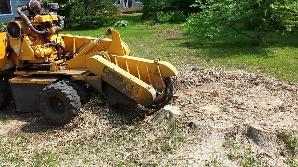 Affordable Tree Experts LLC Image