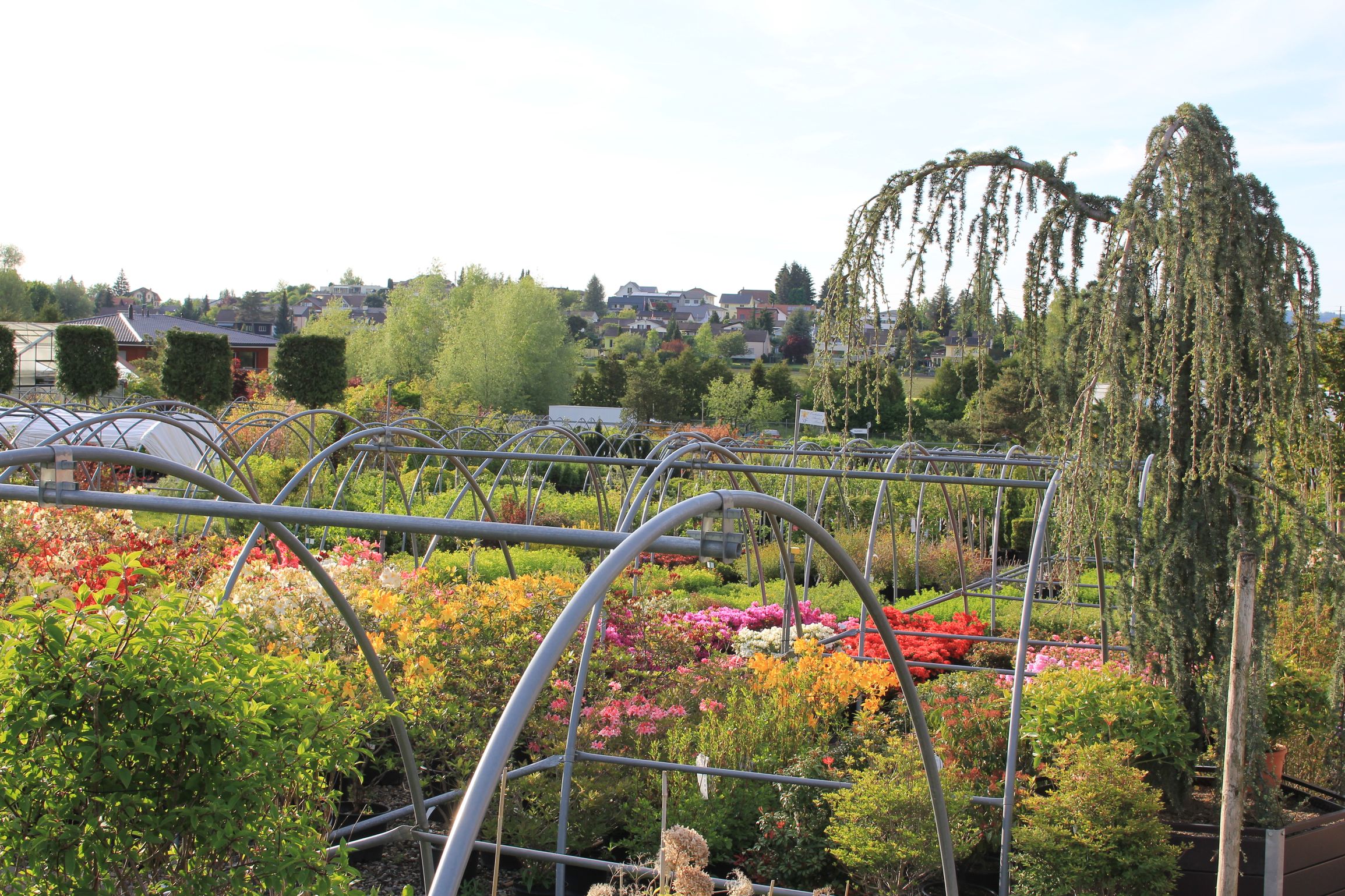 Bilder Bernhard Baumschulen AG