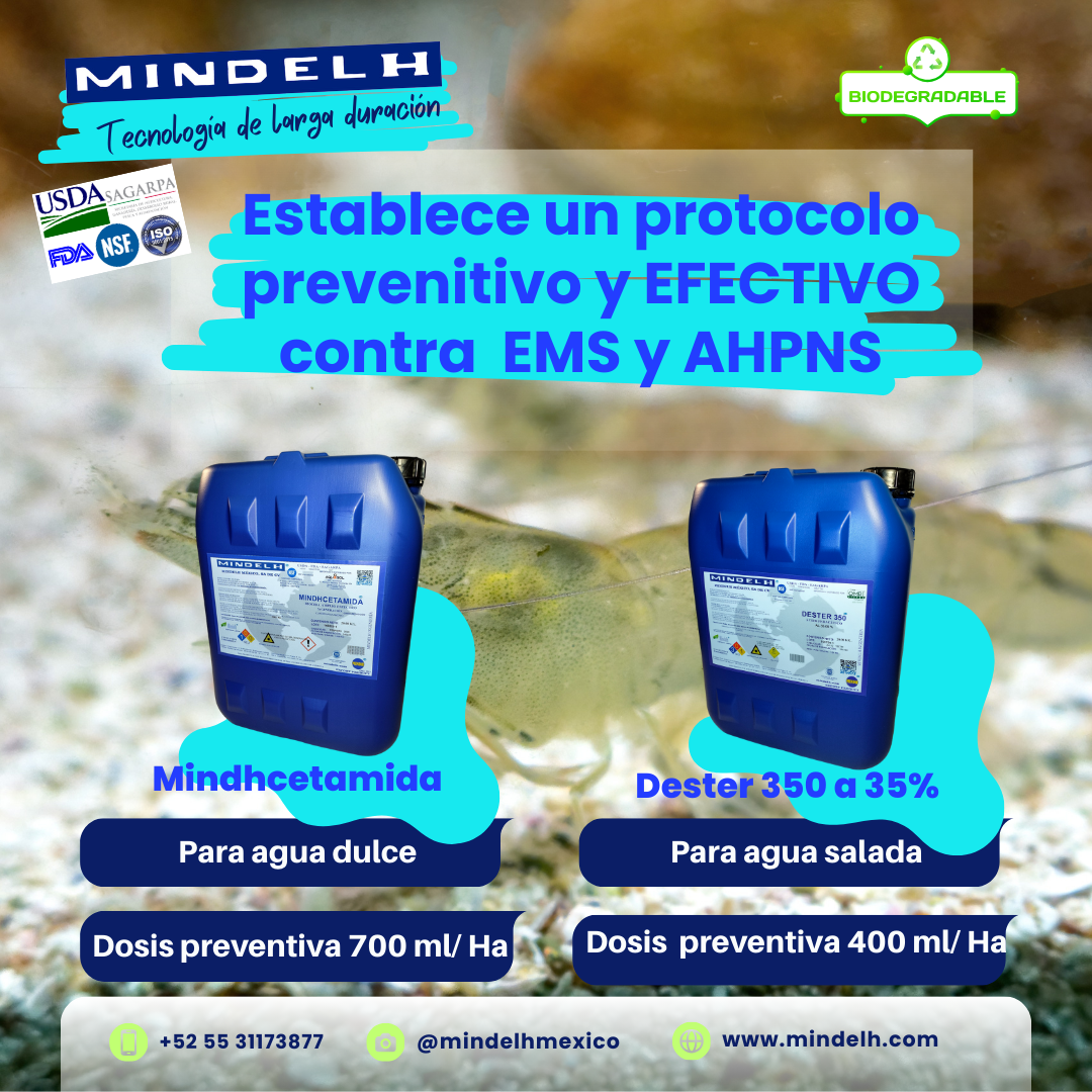 Images MINDELH MÉXICO