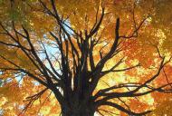 Out On a Limb Tree Care, Inc