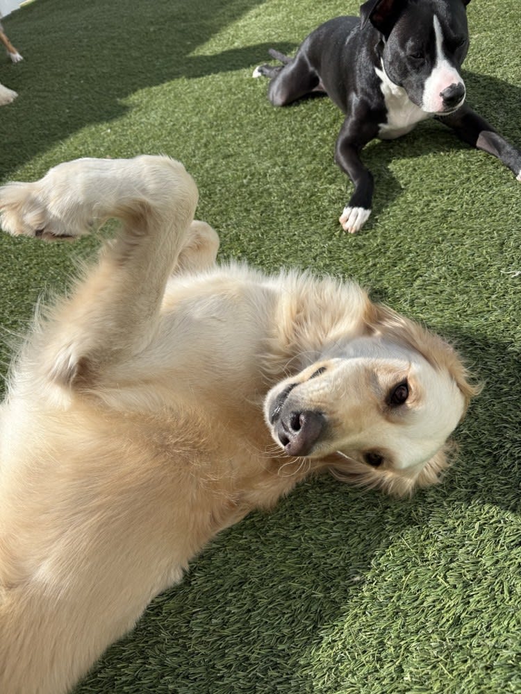 The Dog Stop - Katy Image