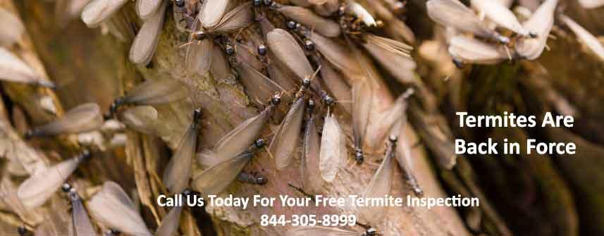 It's Termite Season. Call Today For A Free Termite Inspection. 1-844-305-8999. Dependable Exterminating Co., Inc. New York (718)824-4444