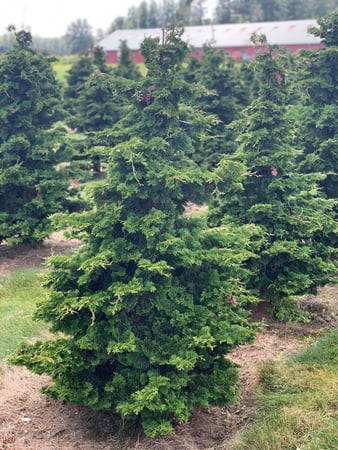 Images deWilde Wholesale Nurseries, Inc.