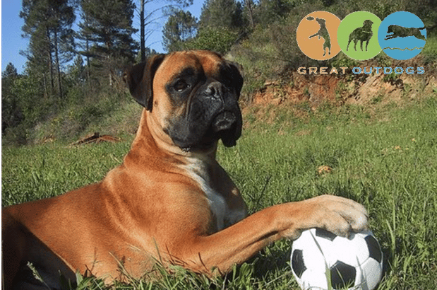 Images Great Outdogs