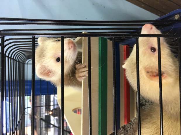 Images Greentree Pet Center