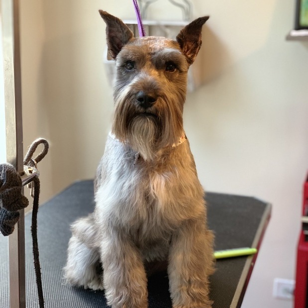 Images Buds. N' Suds Dog Grooming