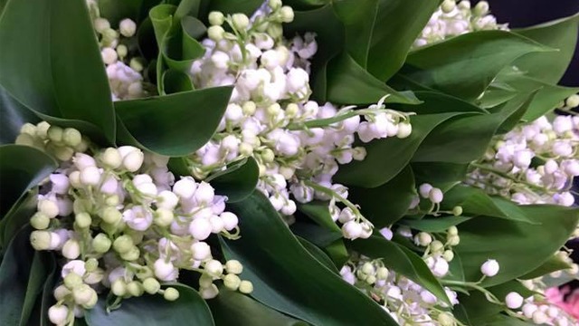 Images Florahallen i Årsta AB