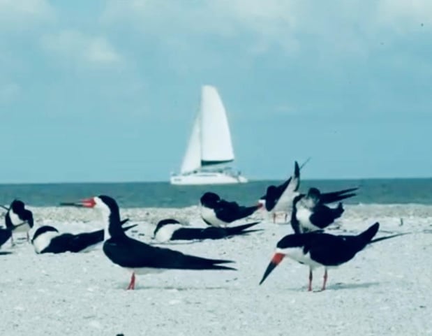 Images Cool Beans Cruises